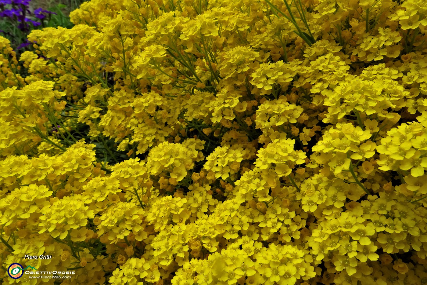 80 Splendido rampicante giallo .JPG